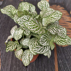Fittonia 'White Anne', planta mozaic