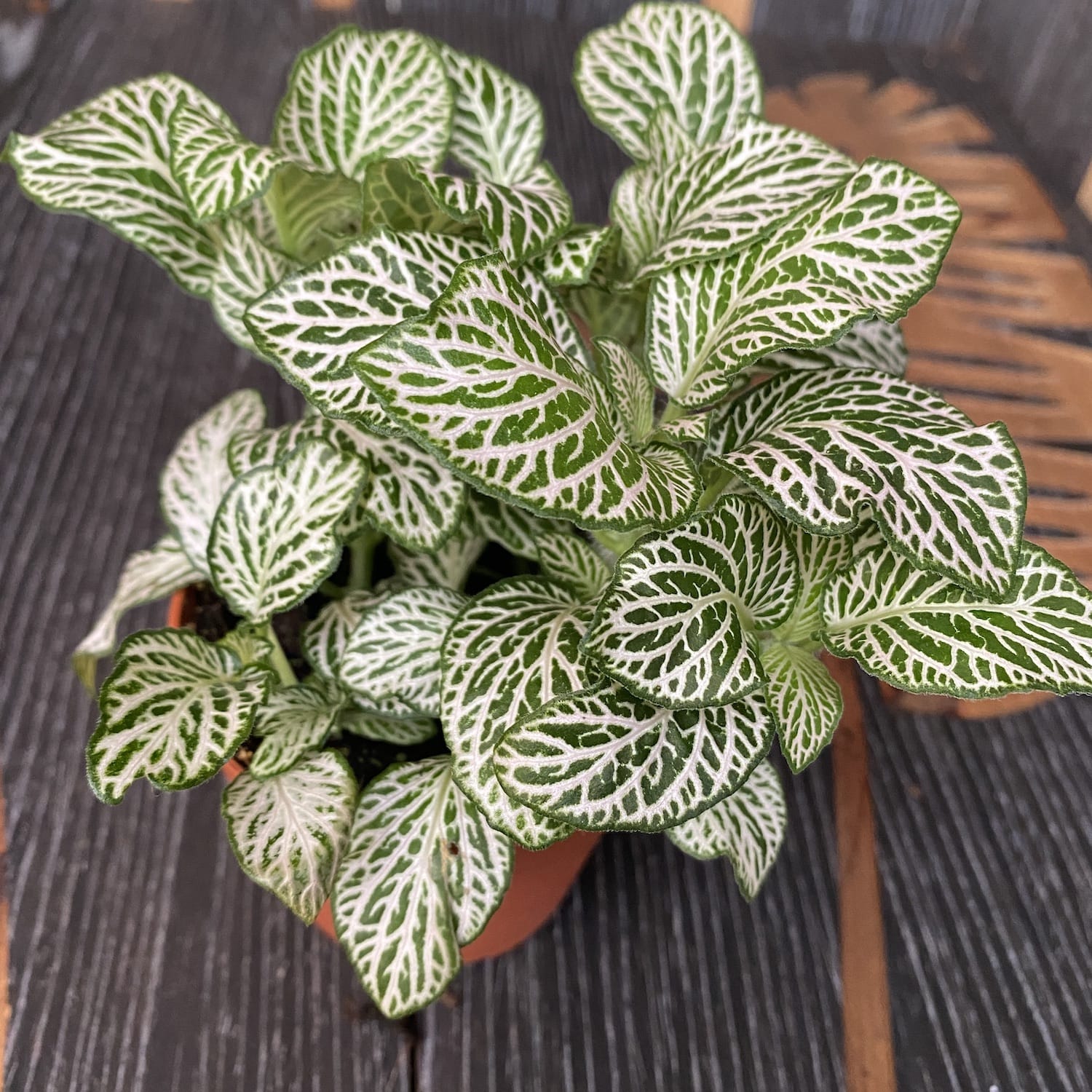 Fittonia 'White Anne', planta mozaic