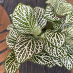 Fittonia 'White Anne', planta mozaic