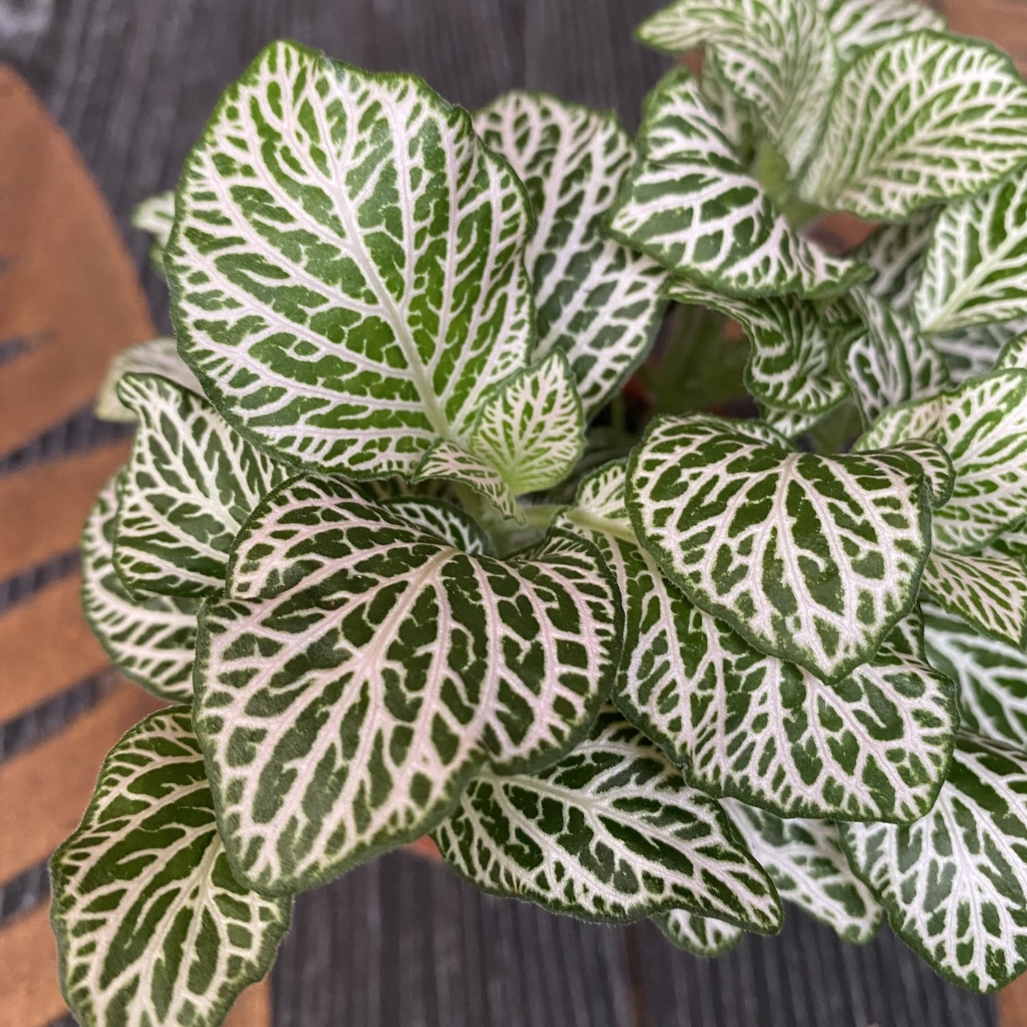 Fittonia 'White Anne', planta mozaic