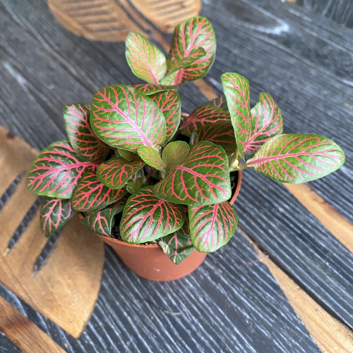 Fittonia verschaffeltii 'Joly Josan', planta mozaic