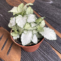 Fittonia verschaffeltii 'Snow Star', mozaik növény