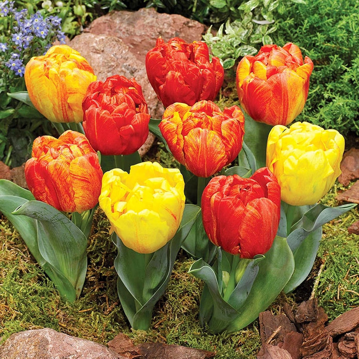 Tulipa Flaming Baby