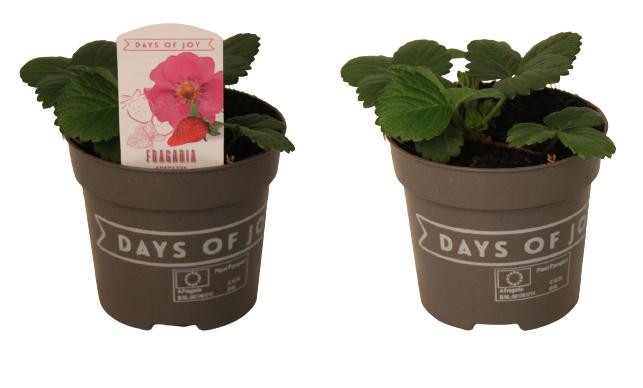Fraisier remontant - Fragaria x ananassa 'Roman' ('Cherry Blossom', 'Pink Summer Breeze')