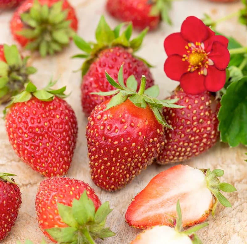Flora Ria Red Roz Capsun remontant - Fragaria x ananassa 'Red Summer Breeze' – Floraria ...