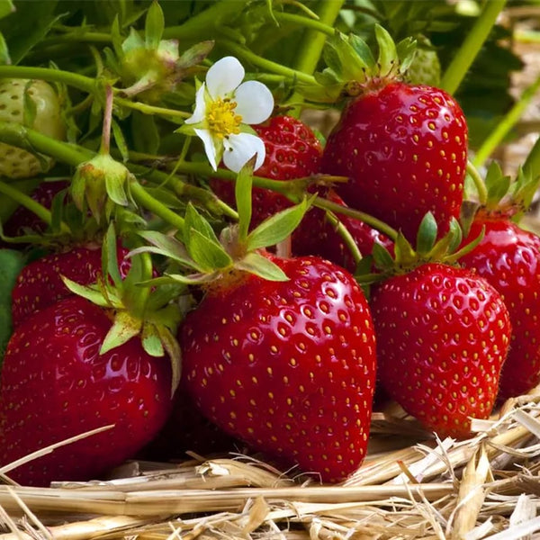 Remontant strawberry - Fragaria x ananassa 'Ostara