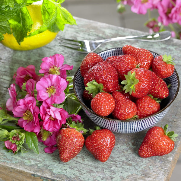 Remontante Erdbeere - Fragaria x ananassa 'Roman' ("Cherry Blossom", "Pink Summer Breeze")