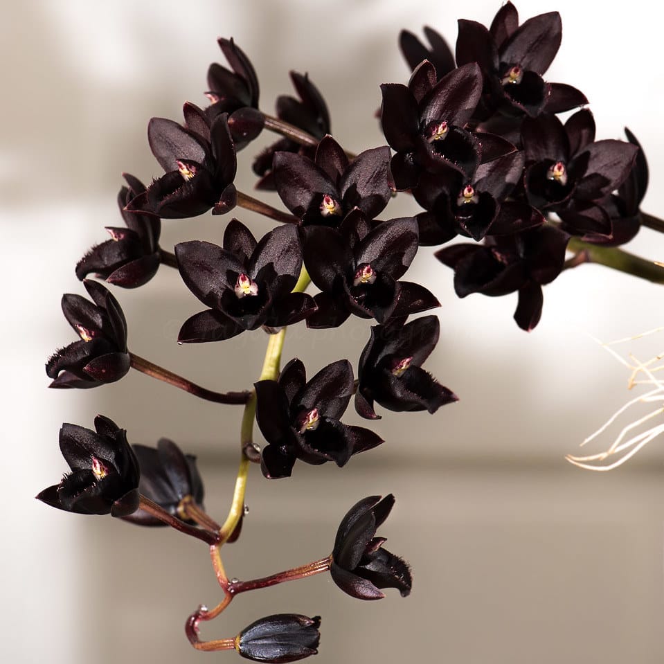 Orhidee neagra - Fredclarkeara After Dark 'SVO Black Pearl'