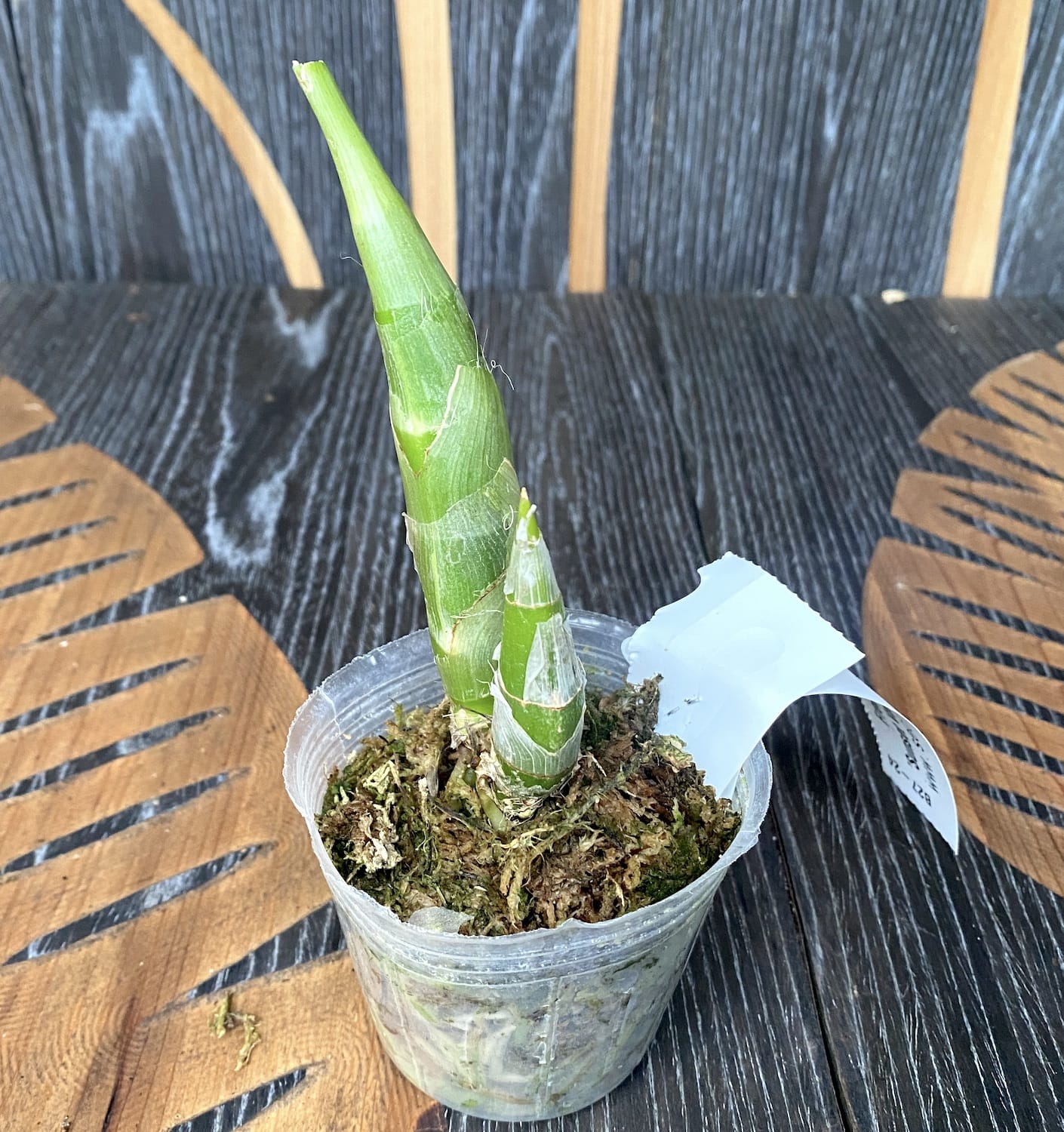 Fredclarkeara After Dark 'Sunset Valley Orchids' FCC/AOS