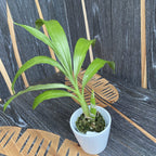 Fredclarkeara After Dark 'Sunset Valley Orchids' FCC/AOS