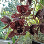 Fredclarkeara After Dark 'Sunset Valley Orchids'