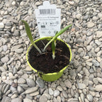 Fritillaria michailovskyi