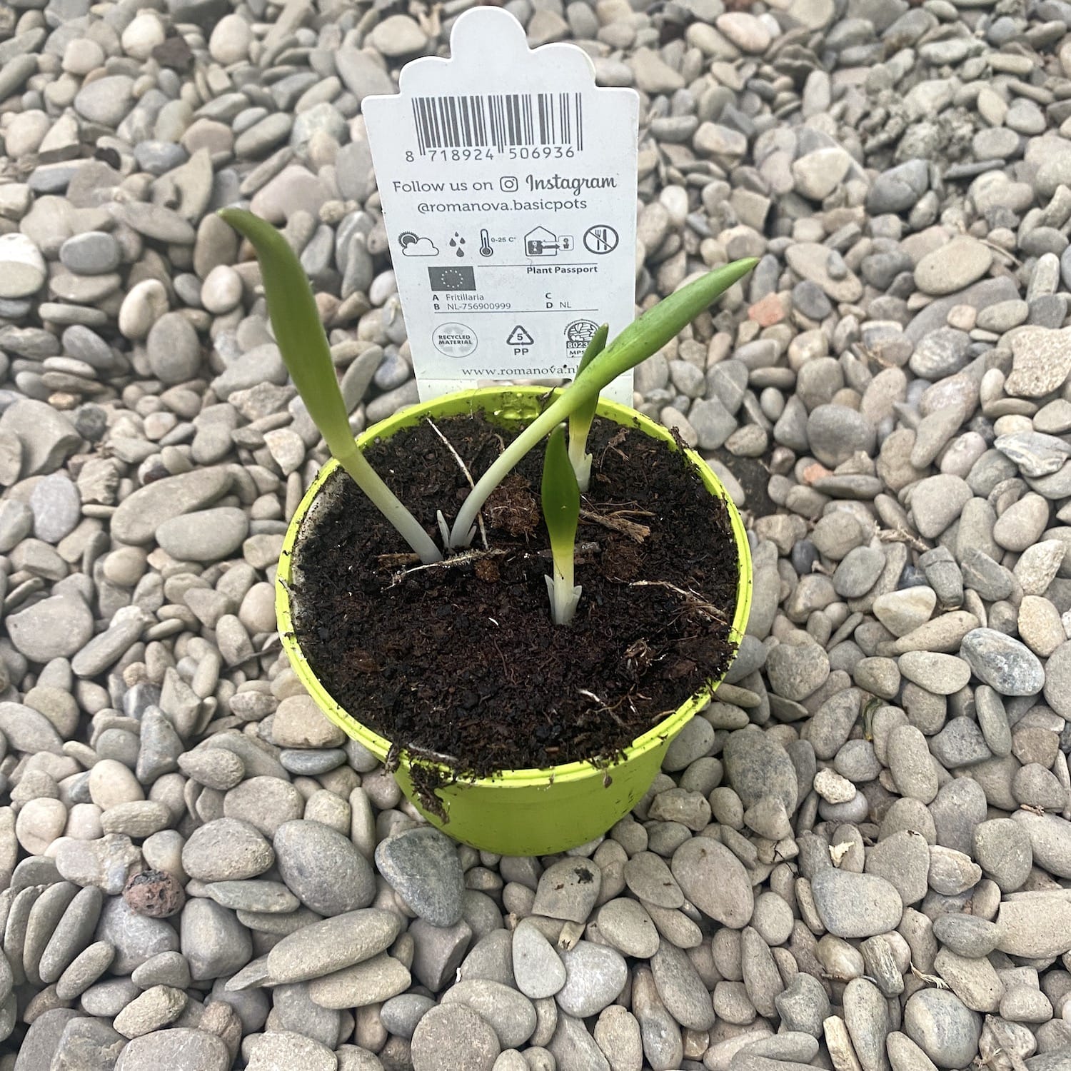 Fritillaria michailovskyi