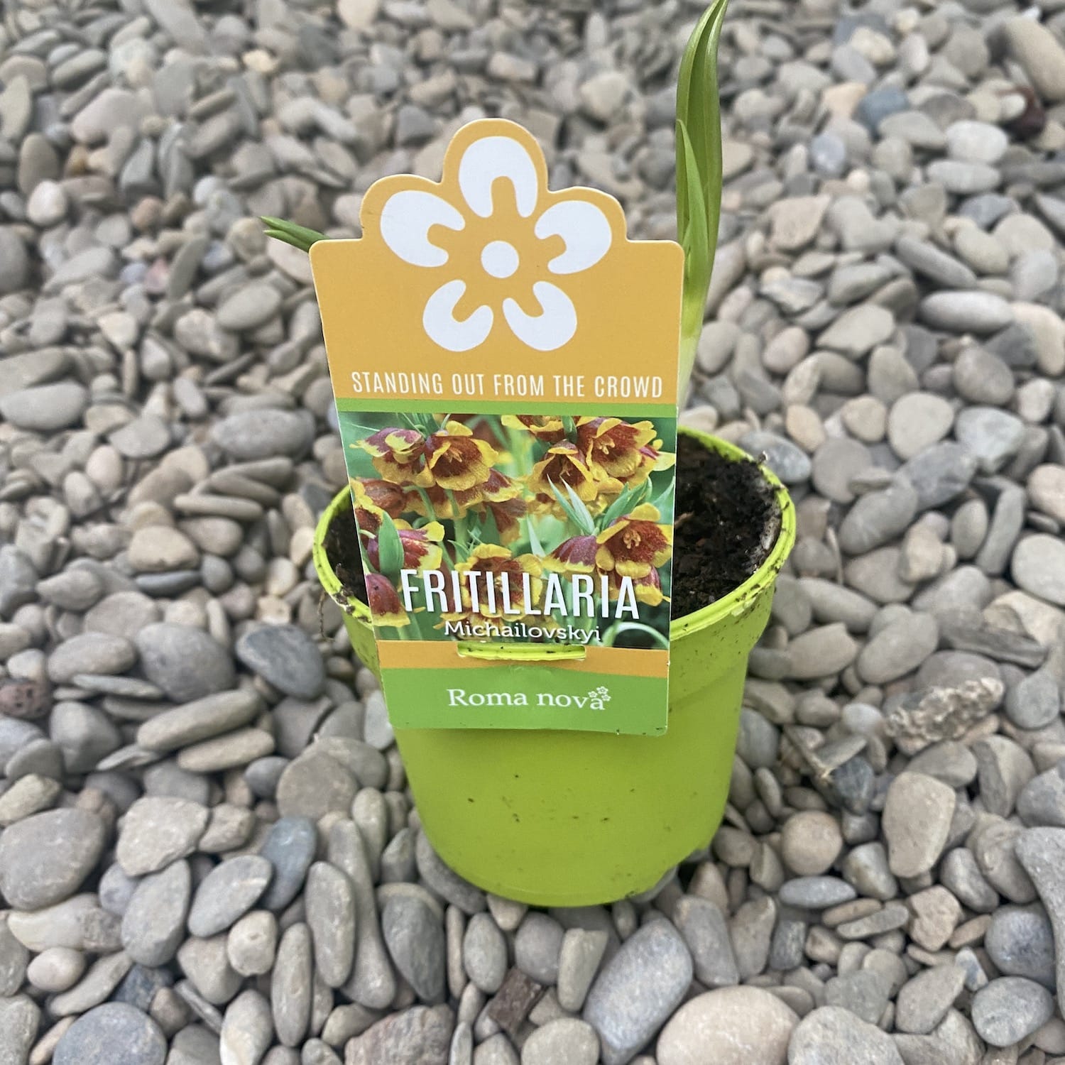 Fritillaria michailovskyi