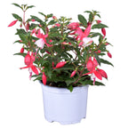 Fuchsia Bella 'Evita' (cercelusi la ghiveci)