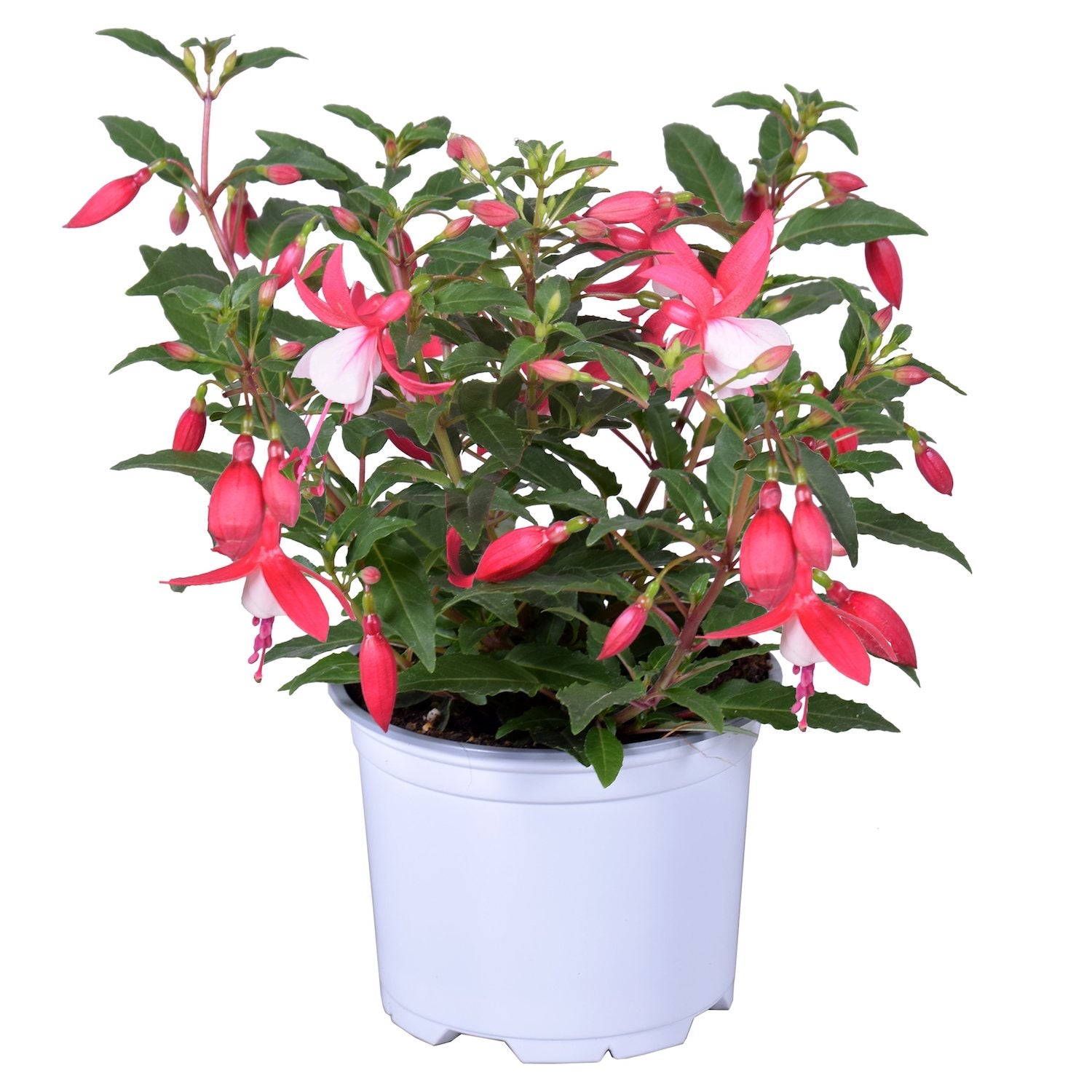 Fuchsia Bella 'Evita' (cercelusi la ghiveci)