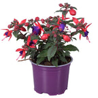 Fuchsia Bella Sacha (náušnice v kvetináči)