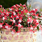 Fuchsia Bella 'Evita' (cercelusi la ghiveci)