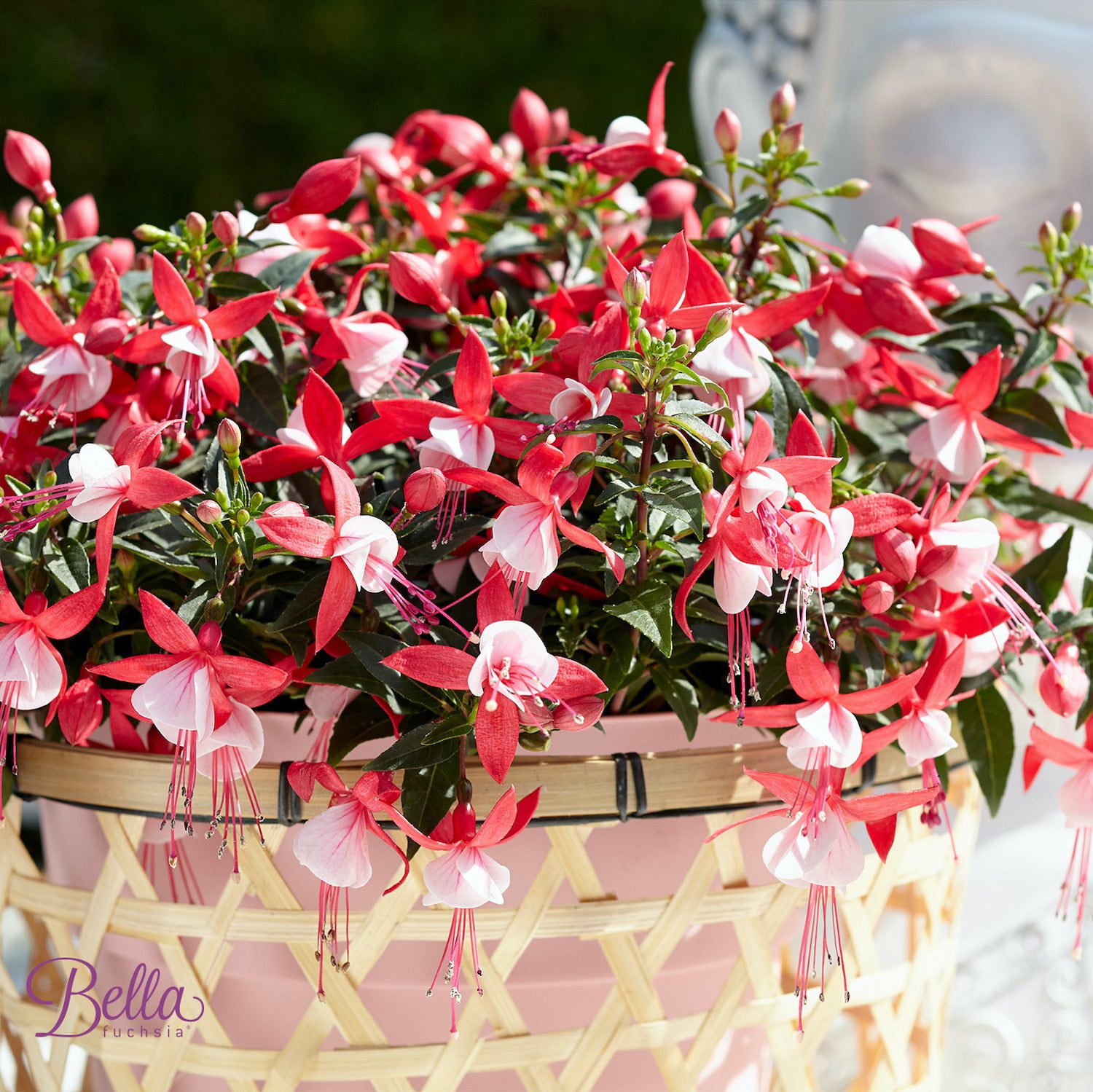 Fuchsia Bella 'Evita' (cercelusi la ghiveci)
