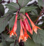 Fuchsie 'Koralle' (náušnice) - 2-3 rostliny/květináč