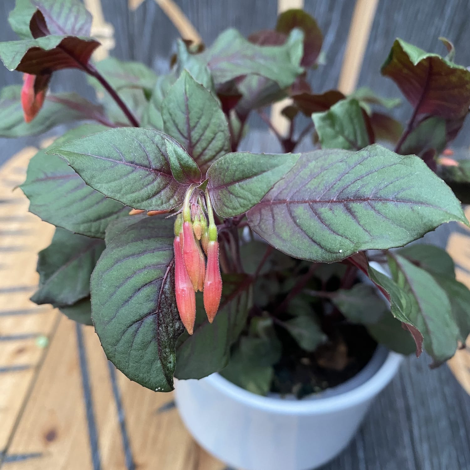 Fuchsia 'Koralle' (cercelusi) - 2-3plante/ghiveci