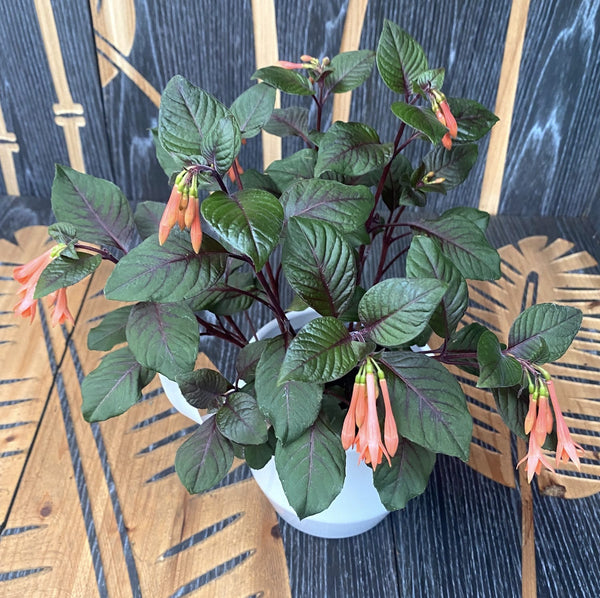 Fuchsia 'Koralle' (earrings) - 2-3 plants/pot