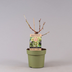 Veredelte Weinrebe - Vitis vinifera 'Bianca' (empfohlen für Bio-Anbau)