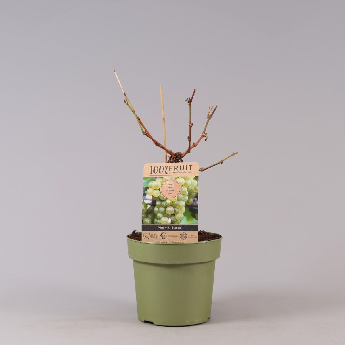 Vigne greffée - Vitis vinifera 'Bianca' (recommandée pour cultures bio)