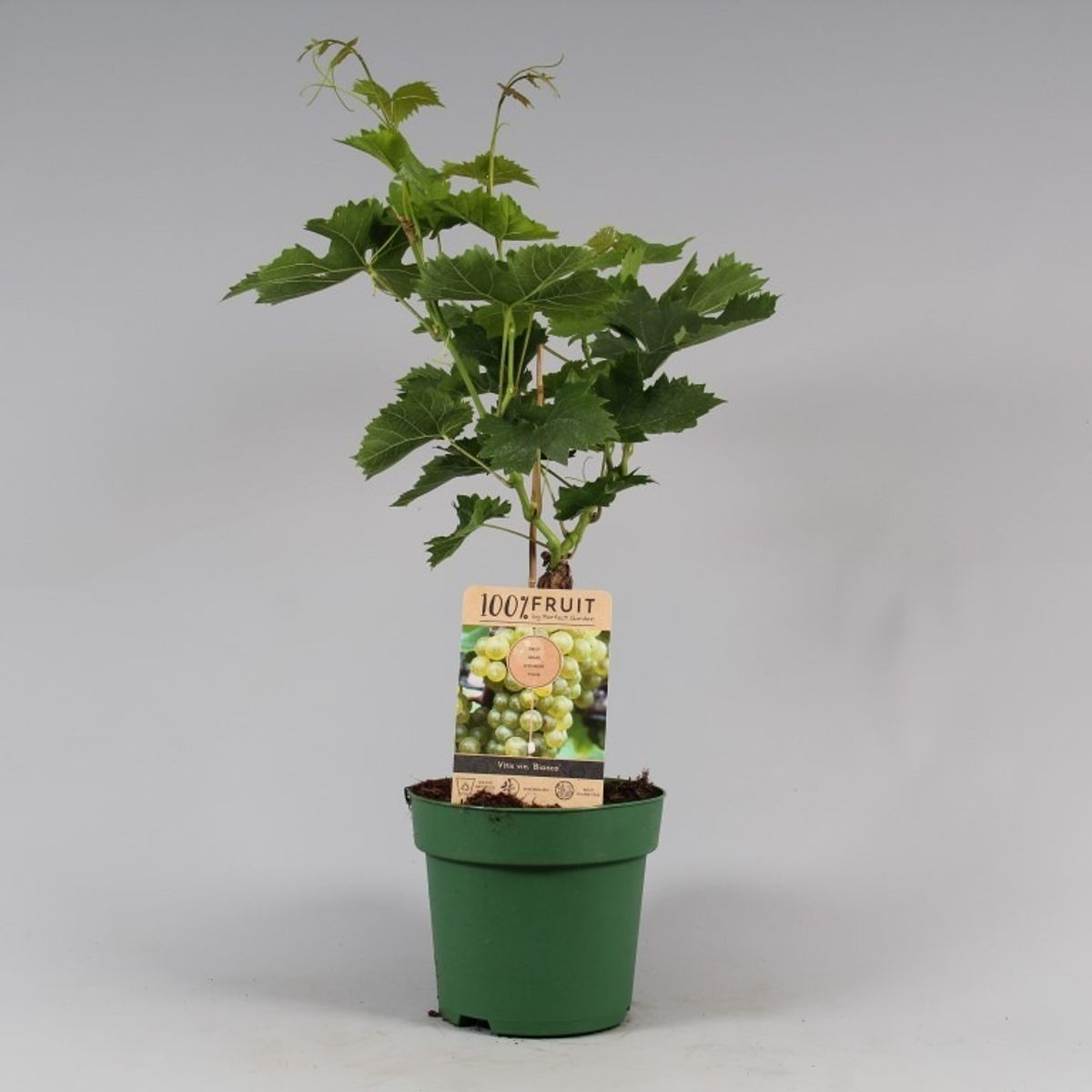 Veredelte Weinrebe - Vitis vinifera 'Bianca' (empfohlen für Bio-Anbau)