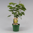 Vigne sans pépins - Vitis vinifera 'Lakemont' (Sans pépins)