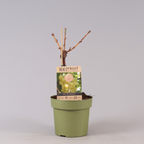 Vigne sans pépins - Vitis vinifera 'Lakemont' (Sans pépins)