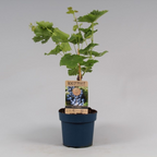 Vitis vinifera 'Regent'