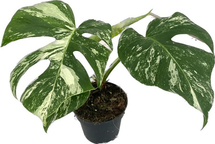 Monstera deliciosa 'Variegata'