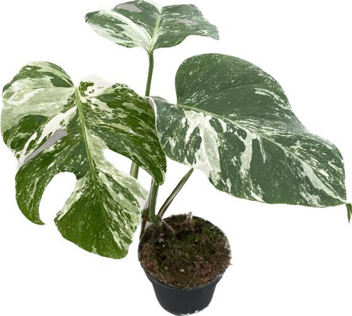 Monstera deliciosa 'Variegata'