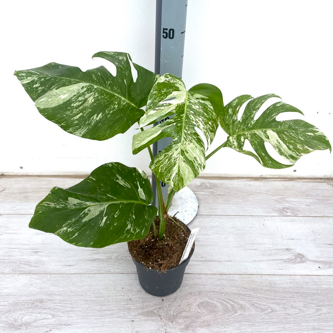 Monstera Rosa Monstera deliciosa 'Variegata' – Floraria Secret Garden (SG)