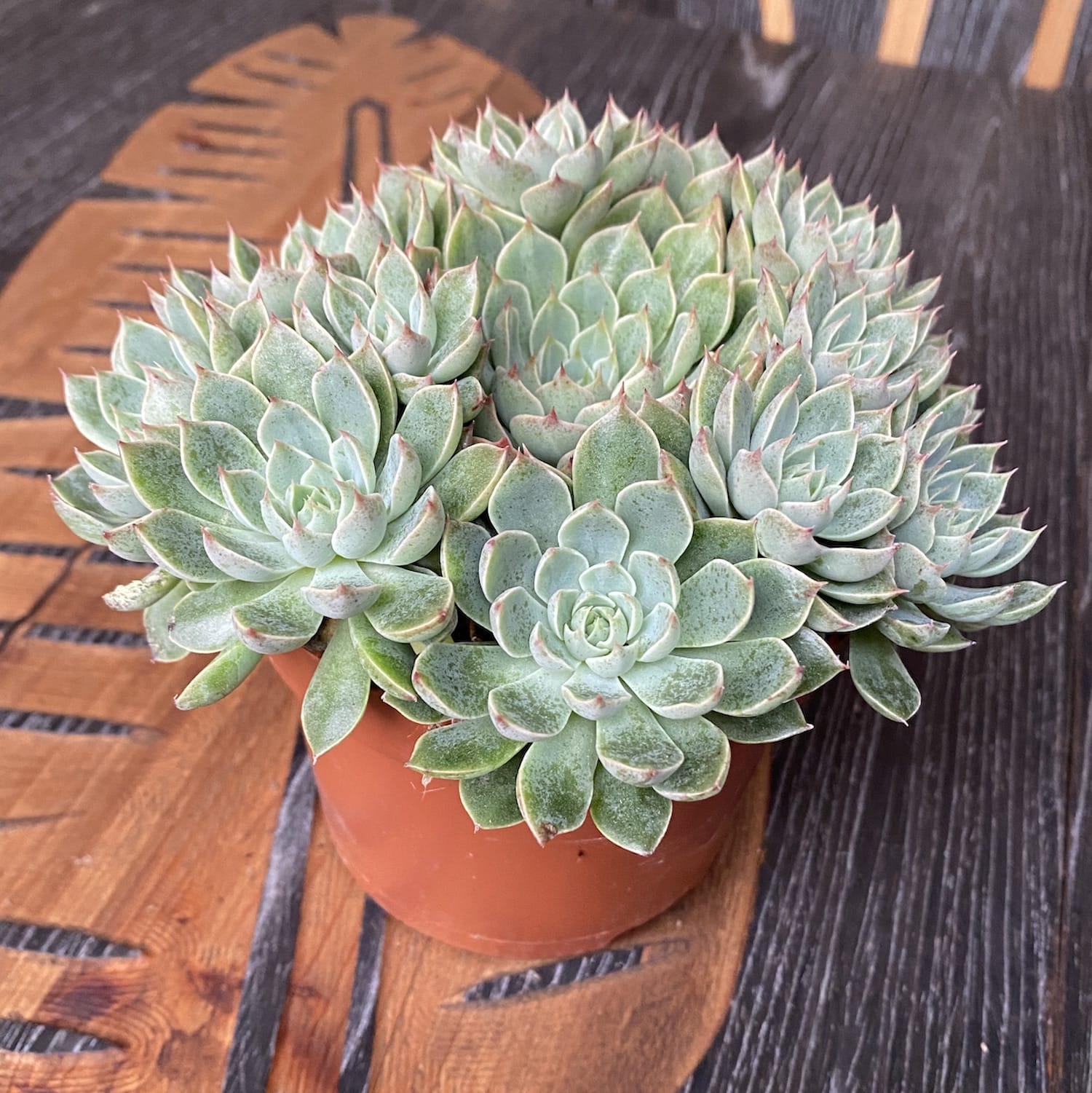 Graptopetalum 'Altair'