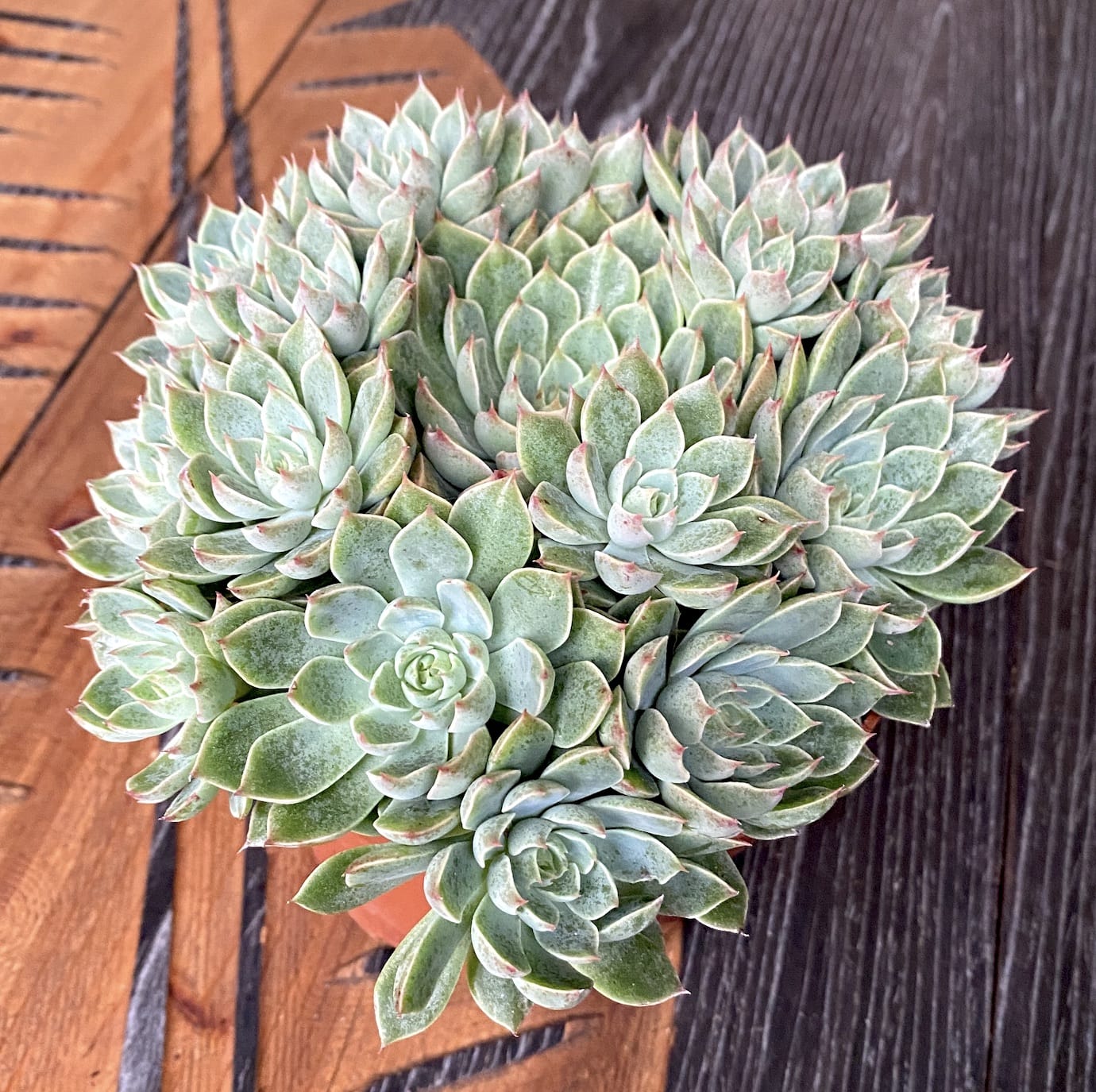 Graptopetalum 'Altair'