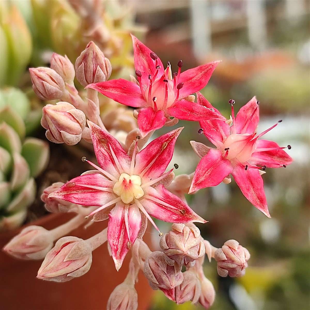Graptopetalum 'Altair'