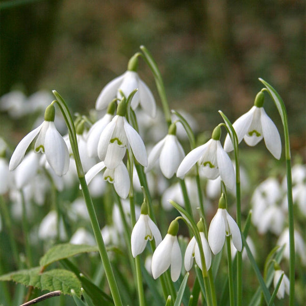 Potted snowdrops - Galanthus nivalis