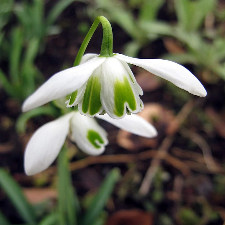 Galanthus hippolyta