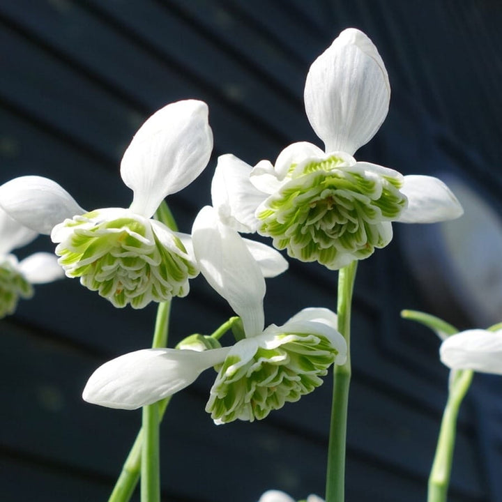 Galanthus hippolyta