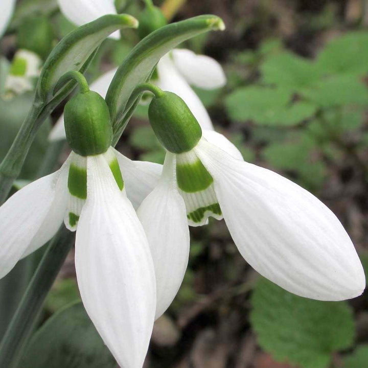 Galanthus elwesii