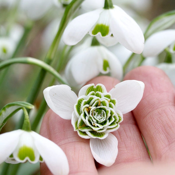 Galanthus hippolyta