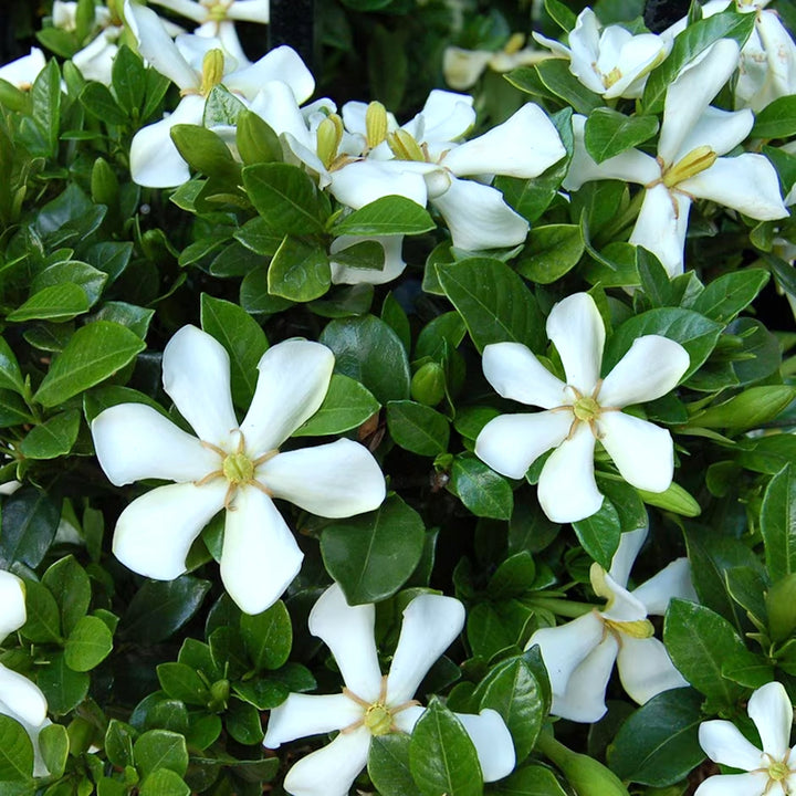 Gardenia Jasminoides 'Pinwheel'