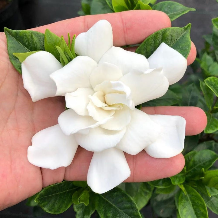 Gardenia Jasminoides 'Double Diamonds'