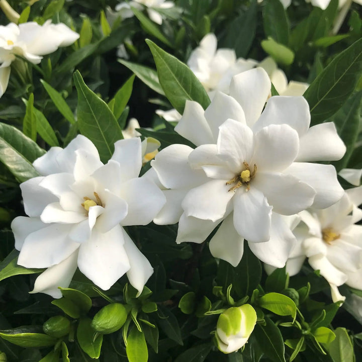 Gardenia Jasminoides 'Fool Proof'