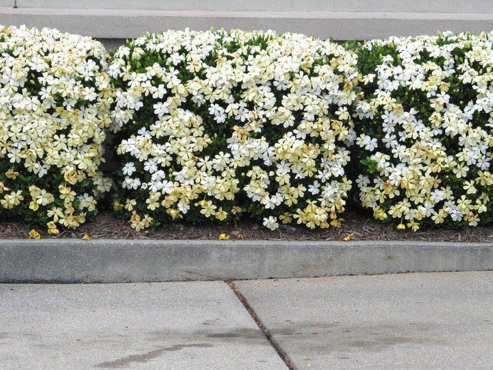 Gardenia Jasminoides 'Sweetheart'