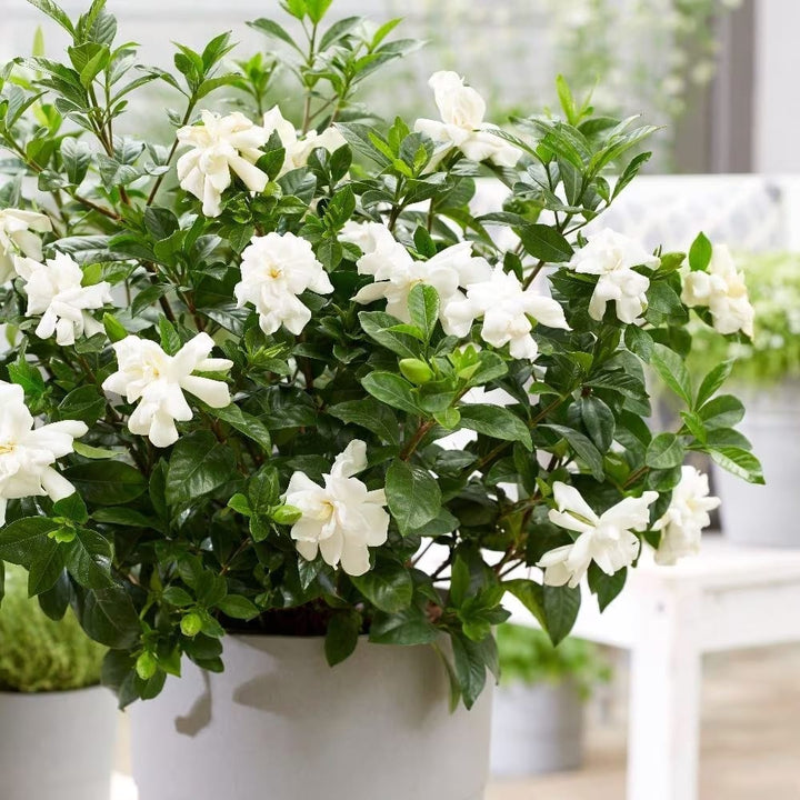 Gardenia Jasminoides 'Double Diamonds'