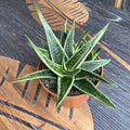 Gasteraloe 'Doreen'