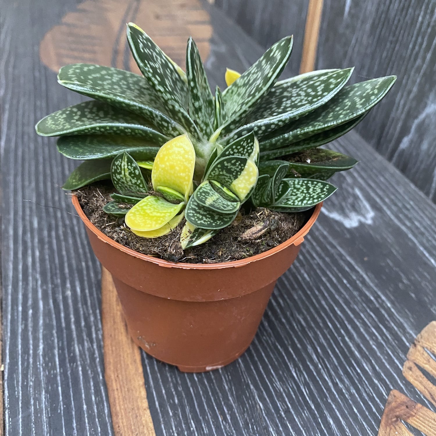 Gasteria gracilis cv. Variegated Yellow